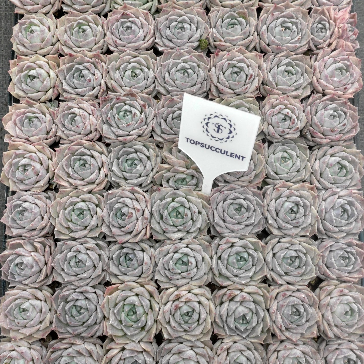 24548 Echeveria Poseidon (3cm pot size)