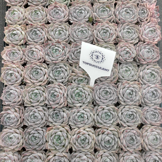 24548 Echeveria Poseidon (3cm pot size)