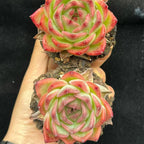 BL2053 Echeveria Kaisa(9cm pot size)