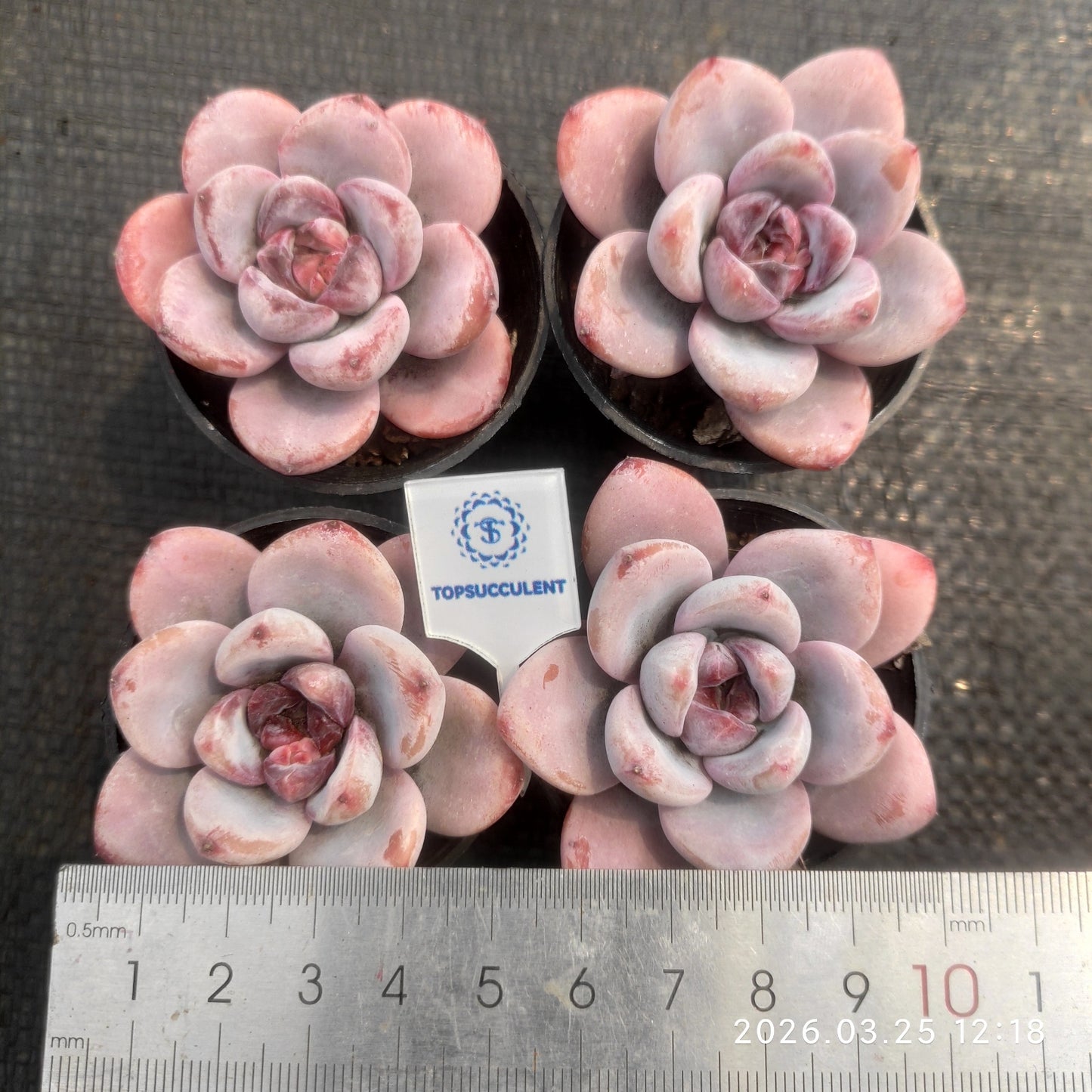 20066 Echeveria Spark Snow (5.5cm pot size)
