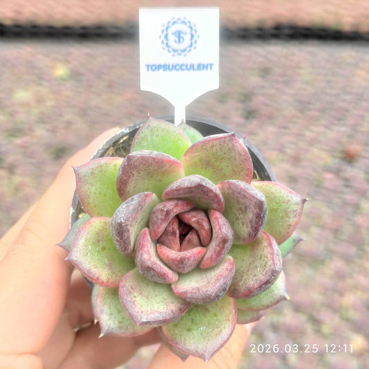 24770 Echeveria Black Rose (5.5cm pot size)