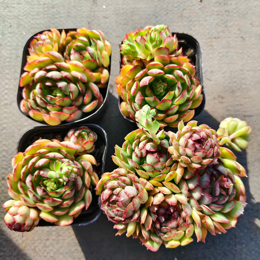 T26514 Echeveria Red Bud (6.5cm pot size)