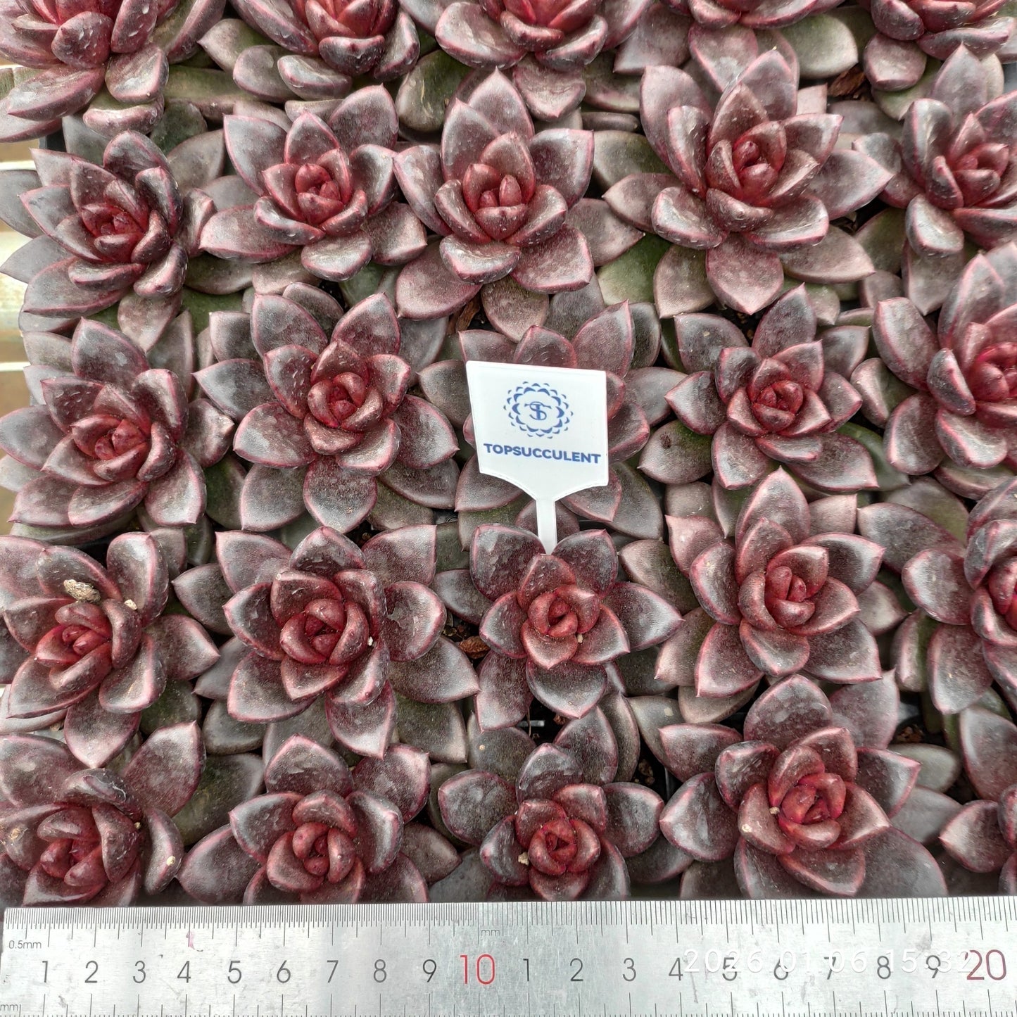 24405 Echeveria Joyful Rose (5cm pot size)