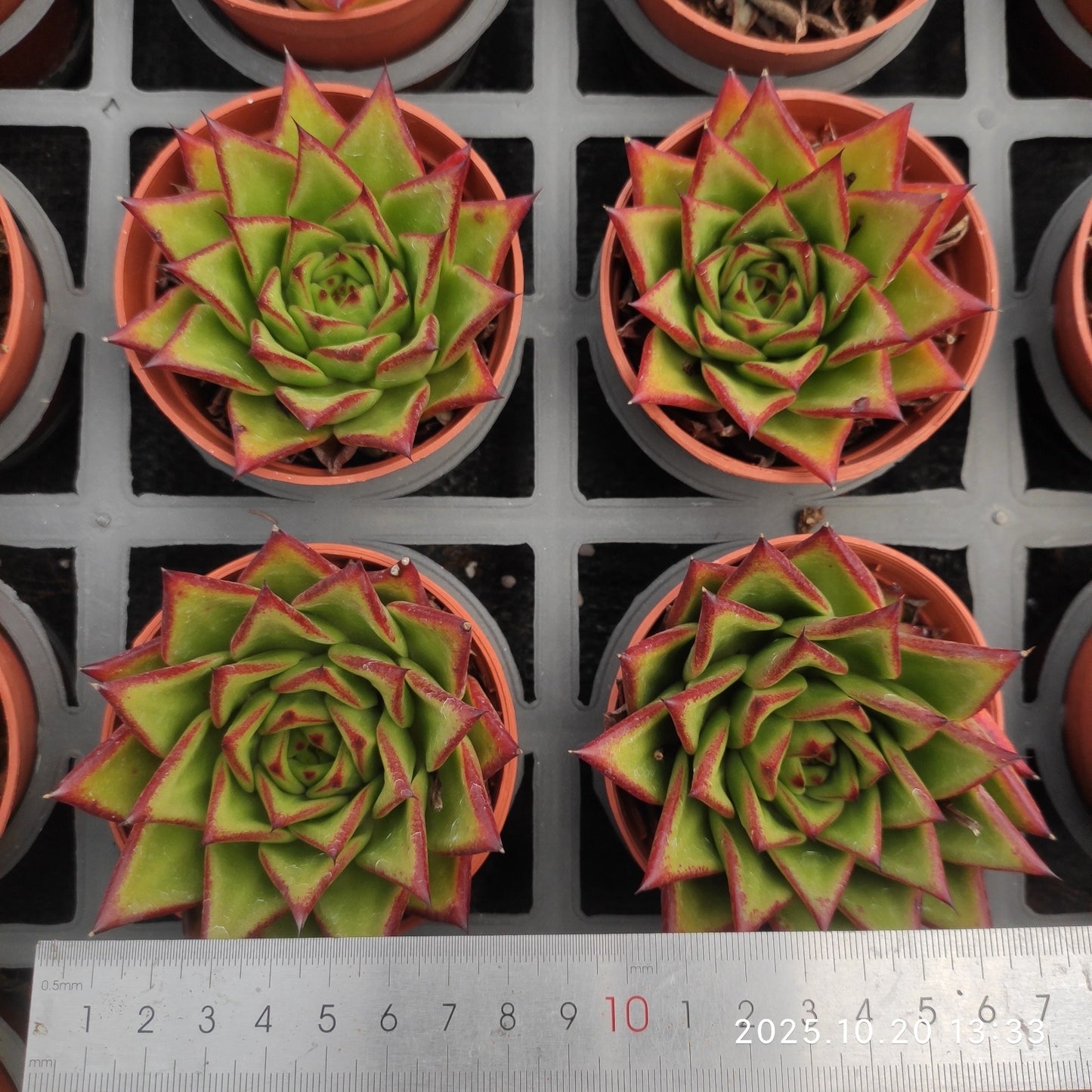 7151 Echeveria Lip Stick (9cm pot size)