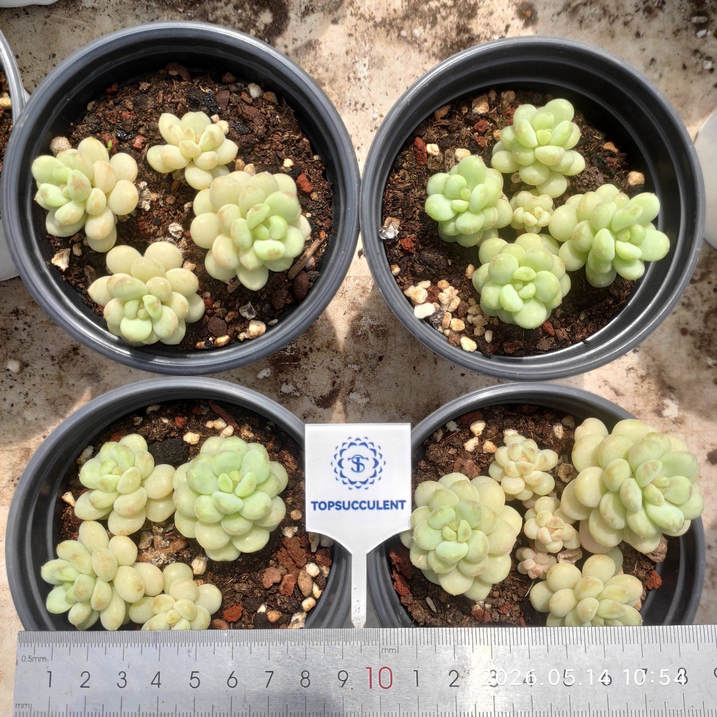 360489 Echeveria Sunshine Rose (9cm pot size)