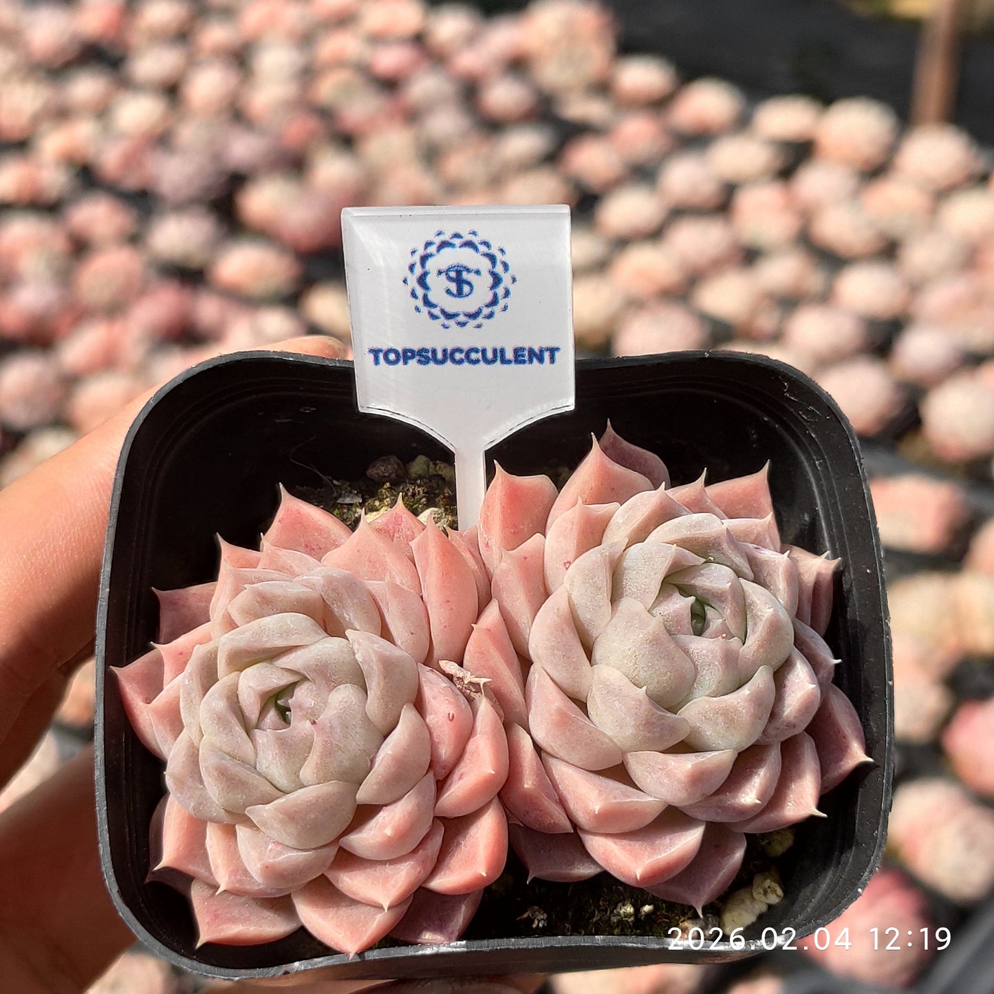 25933 Echeveria Shirley (6.5cm pot size)