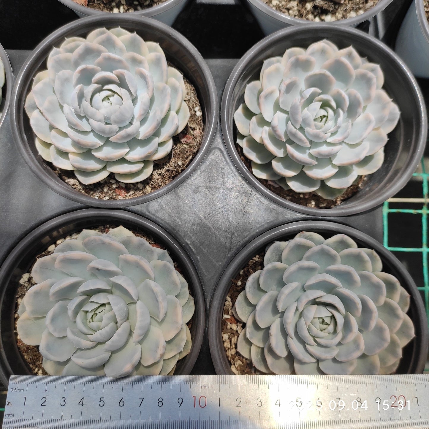 MMY957 Echeveria Snow Ball Variegated(12cm pot size)