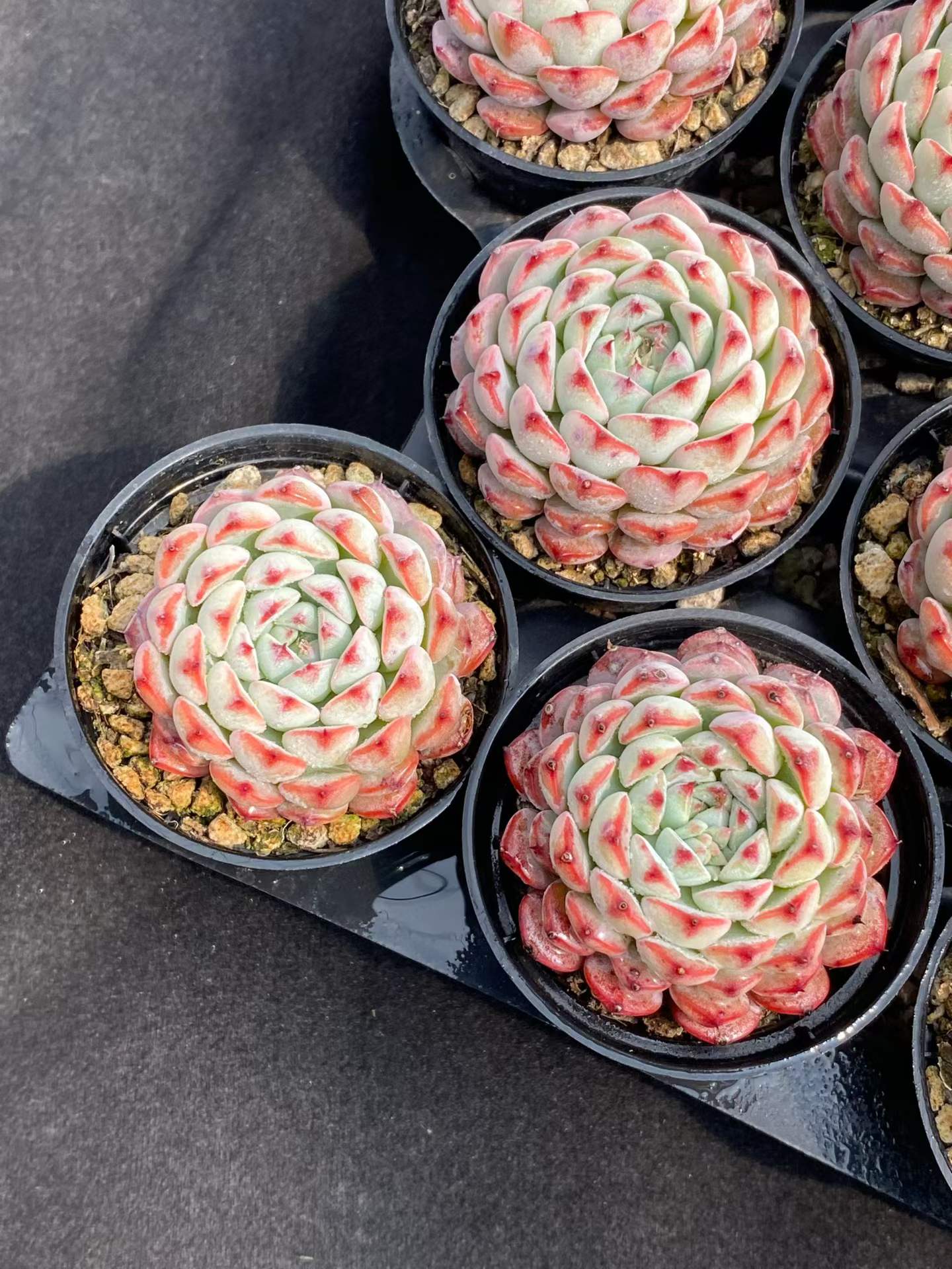 10337 Echeveria Blue Minima (5.5cm pot size)