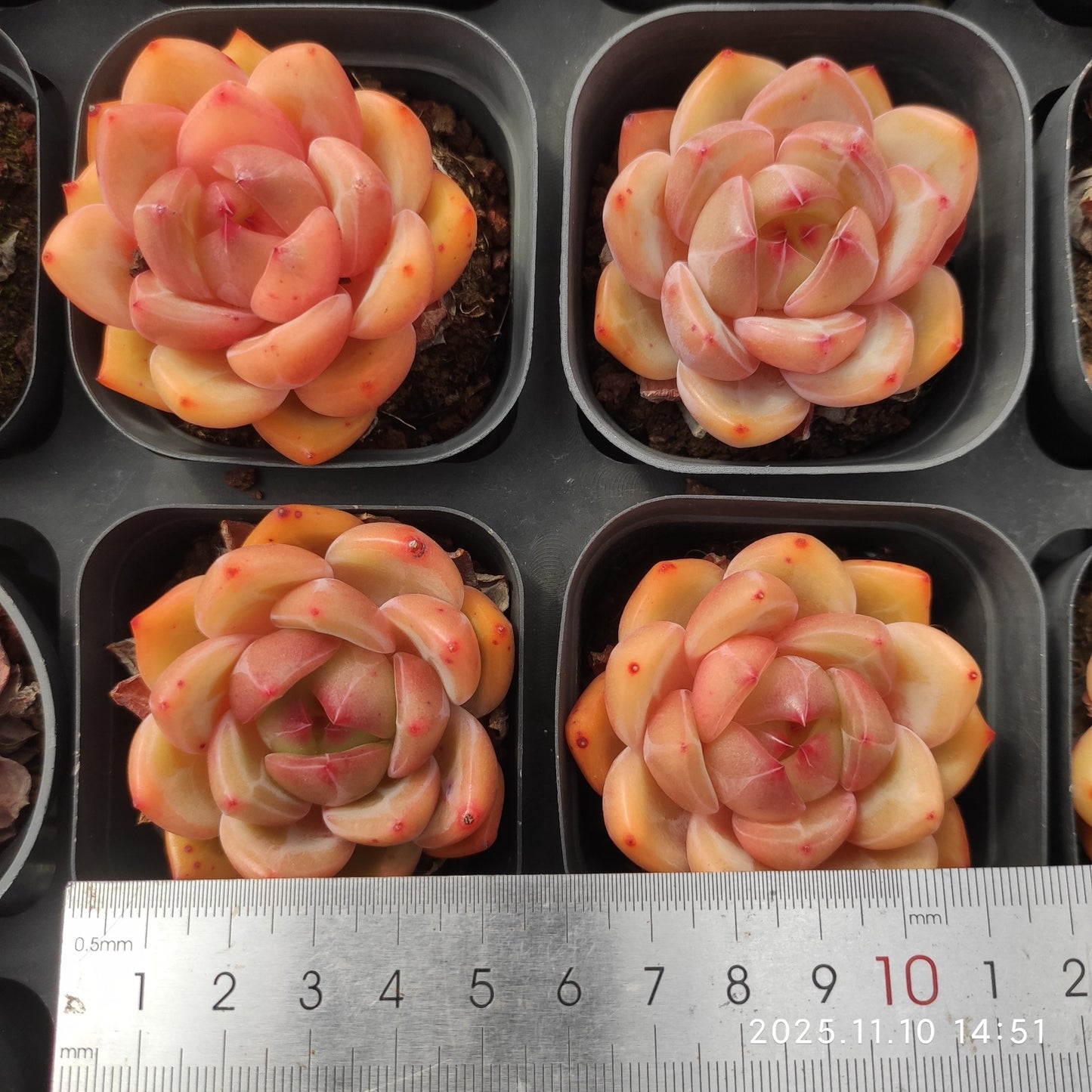 80530 Echeveria Charlotte (6.5cm pot size)