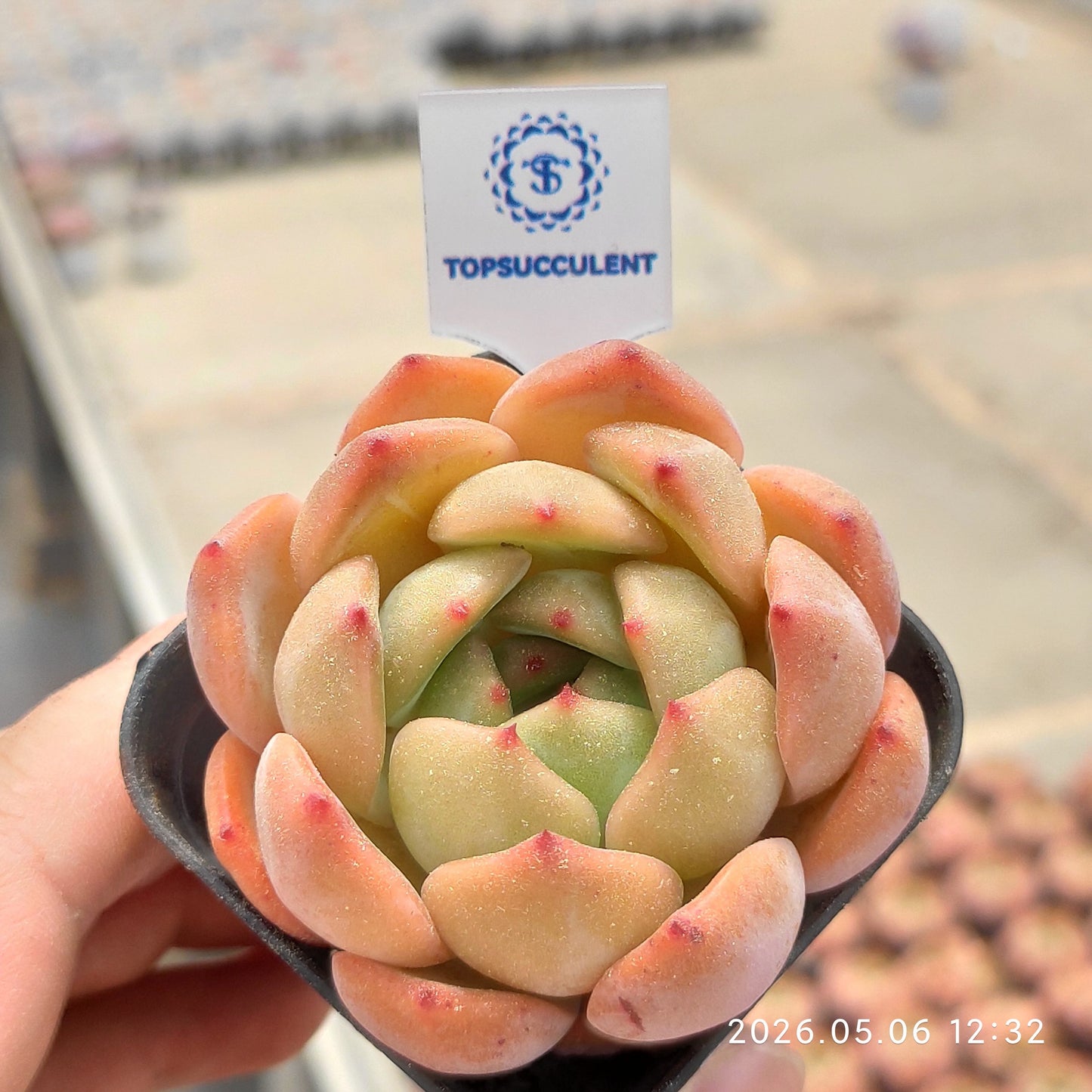 360119 Echeveria Red Monroe (5.5cm pot size)