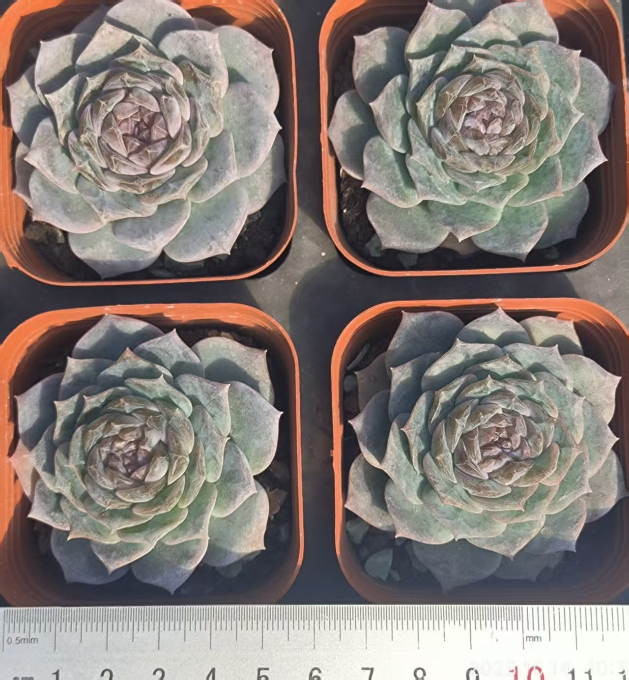 XS1062 Echeveria Amazing Grace(6.5cm pot size)