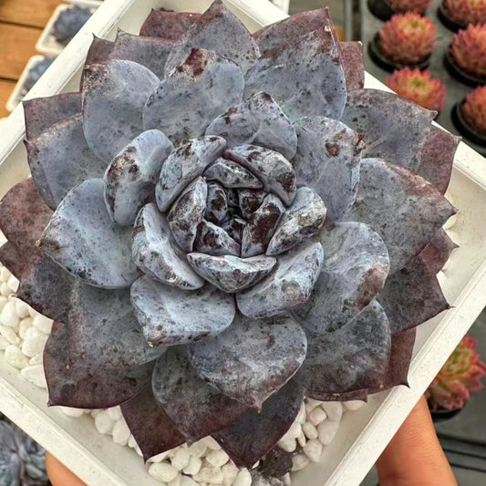 21270 Echeveria Black Ocean Star (10cm pot size)