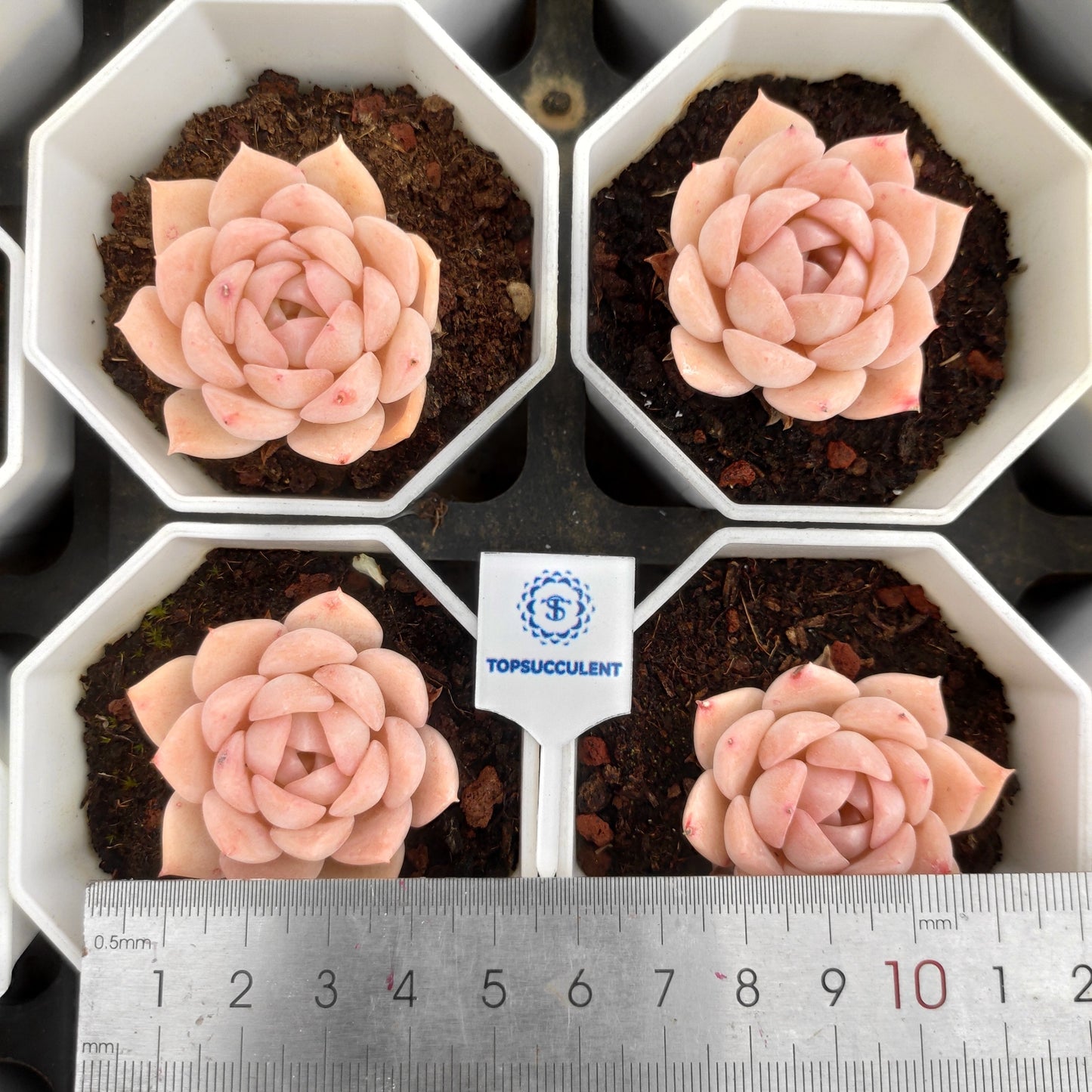 17742 Echeveria Pure Love (7cm pot size)