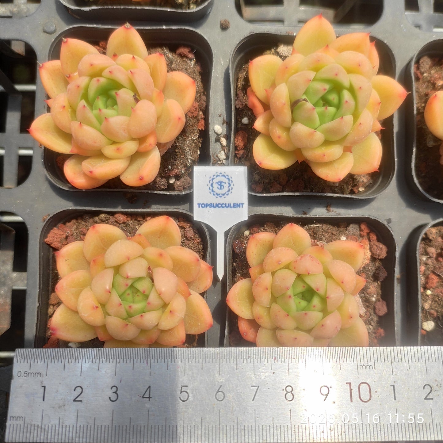 24663 Echeveria Peach Jelly (7cm pot size)