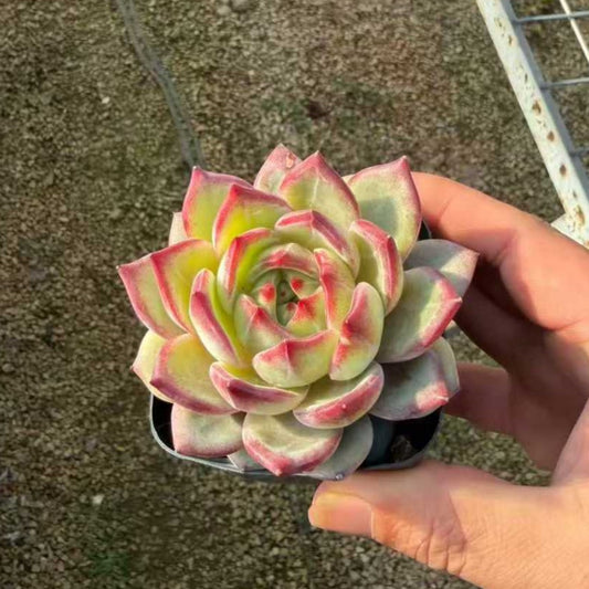 24963 Echeveria Dare Devil (7cm pot size)