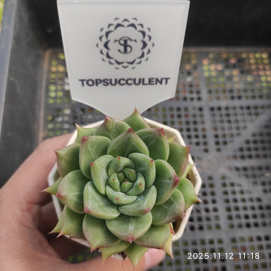 18587 Echeveria Snow Mountain Jenny (9cm pot size)