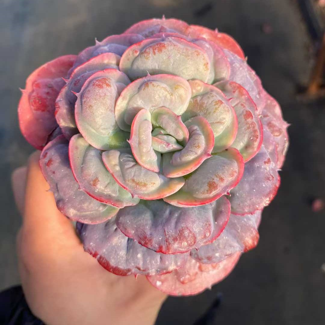 24842 Echeveria Rain Drops (9cm pot size)
