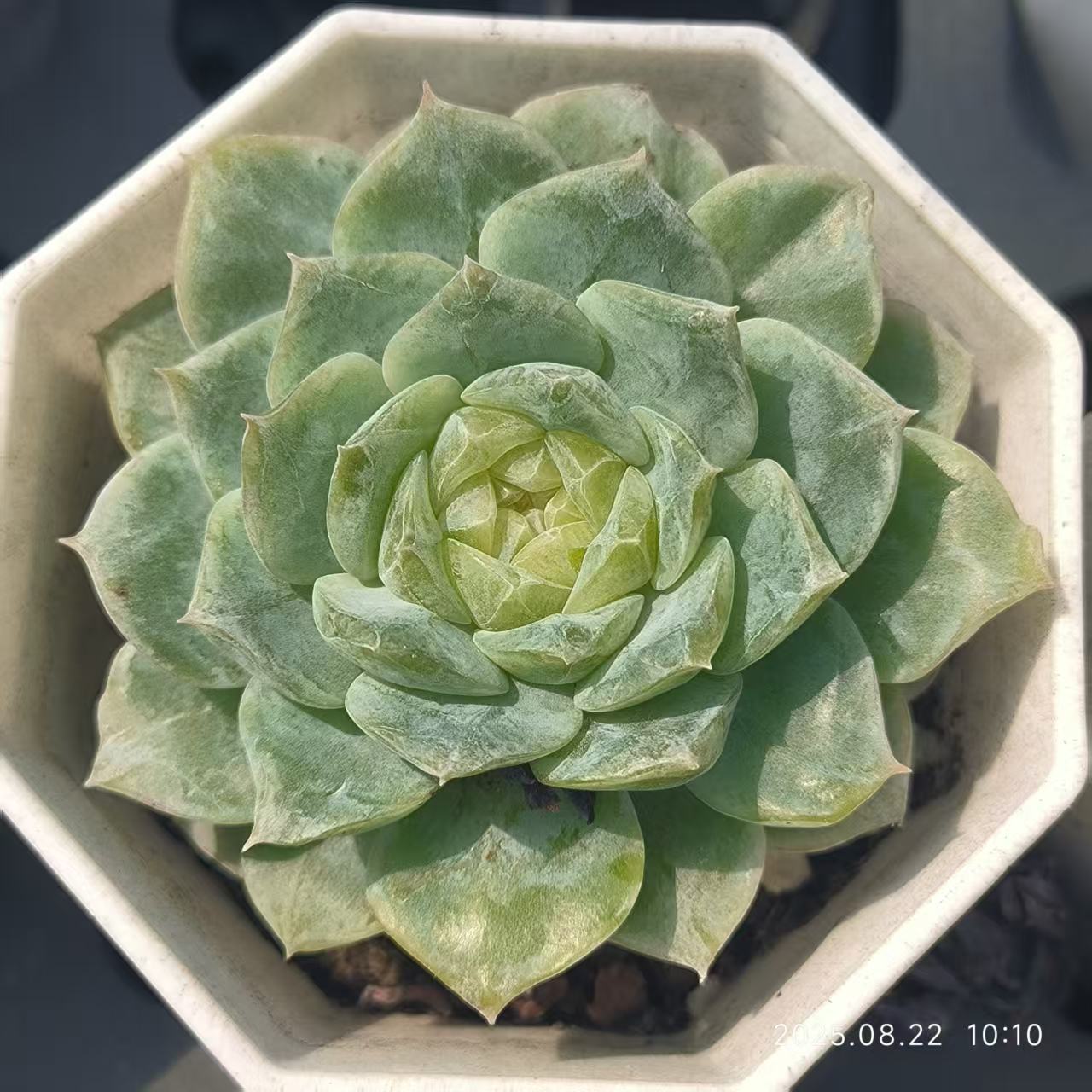 LYC158 Echeveria Ice Heart(6.5cm pot size)