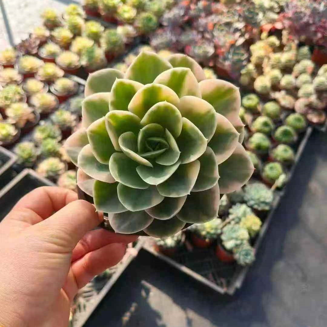 25053 Echeveria Star Tana Variegated (12cm pot size)