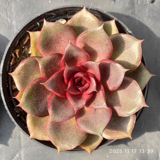 19834 Echeveria Blaze Rose (9cm pot size)