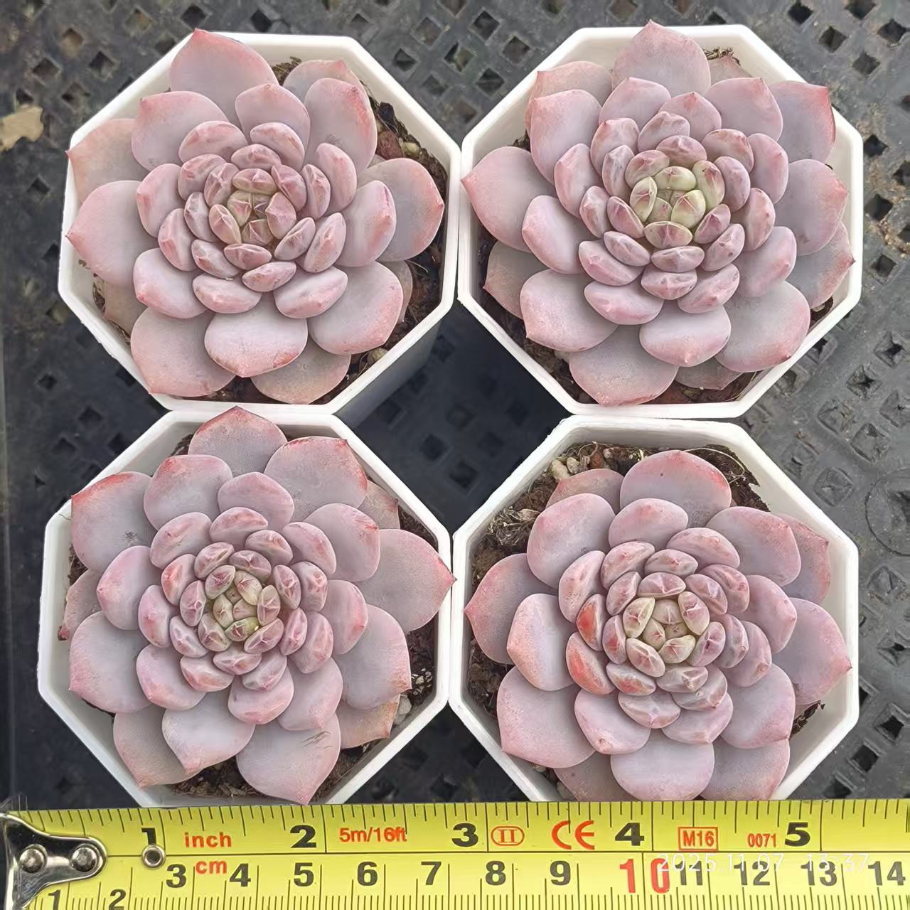 11669 Echeveria Jade Monroe (7cm pot size)