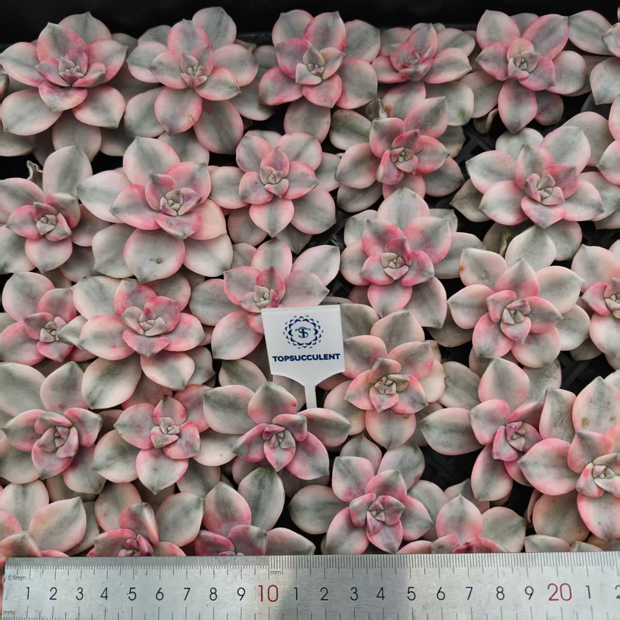 23023 Echeveria Snow White Variegated (5cm pot size)