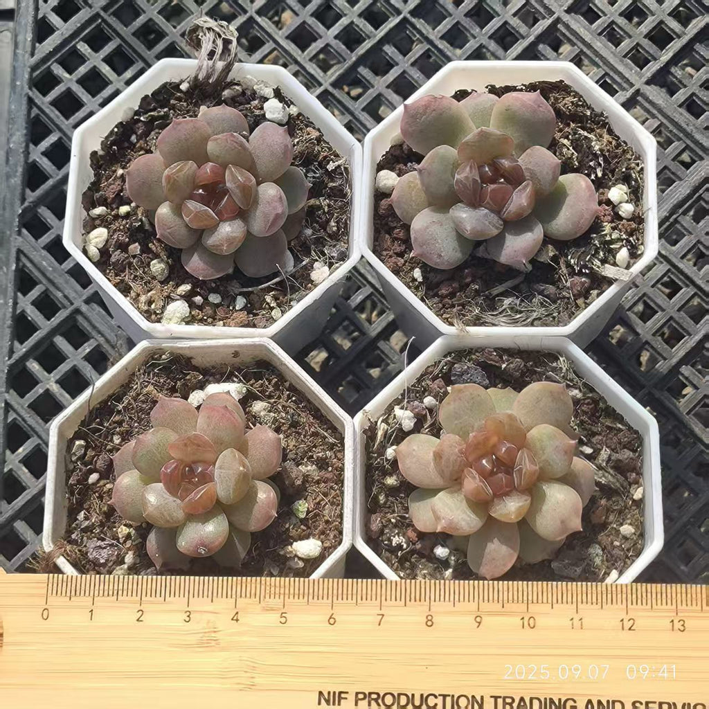 FFH326 Echeveria Red Lover(6.5cm pot size)