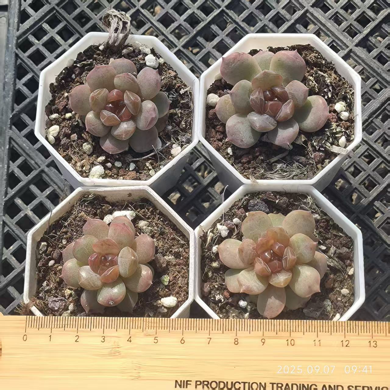 FFH326 Echeveria Red Lover(6.5cm pot size)