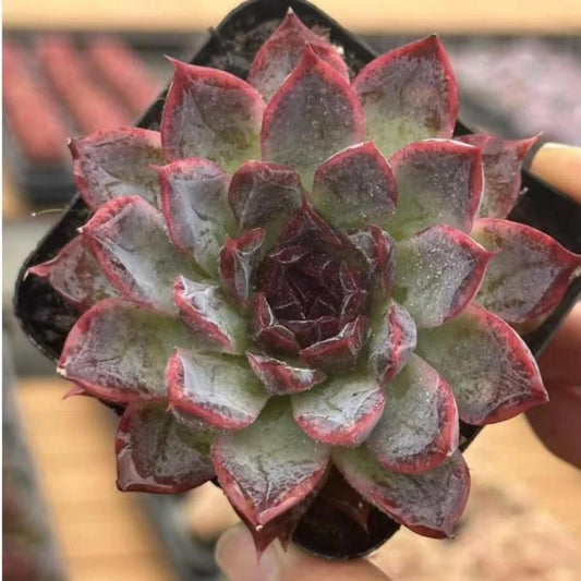 22636 Echeveria Suspense (7cm pot size)