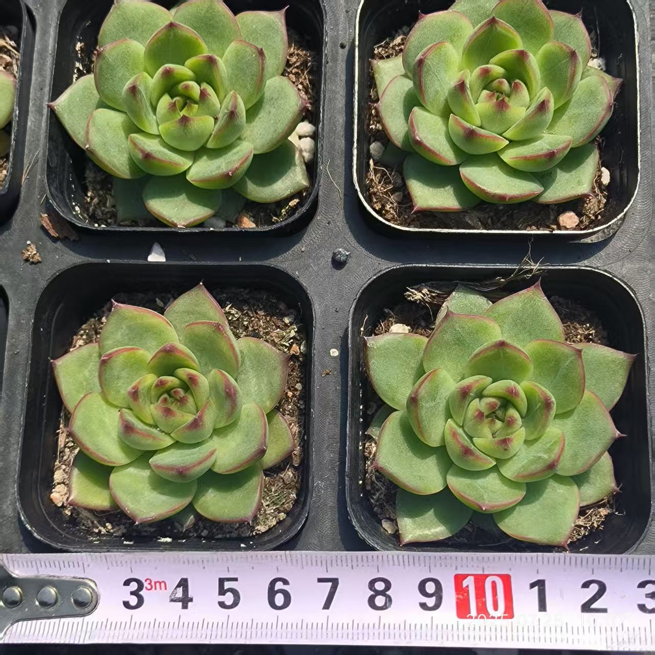 GR409 Echeveria Moon Stone(6.5cm pot size)