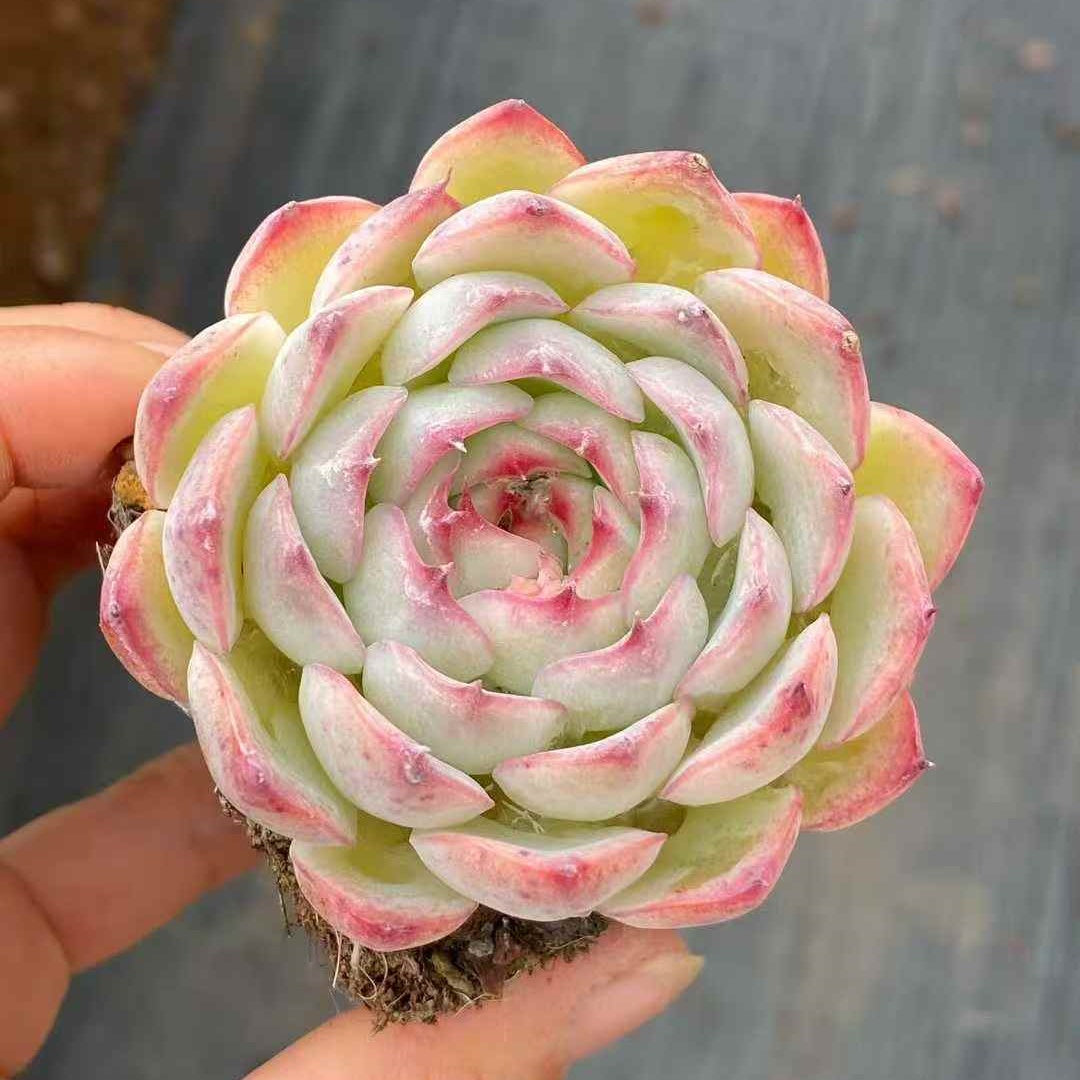 25392 Echeveria Enchanting Fairy (6.5cm pot size)