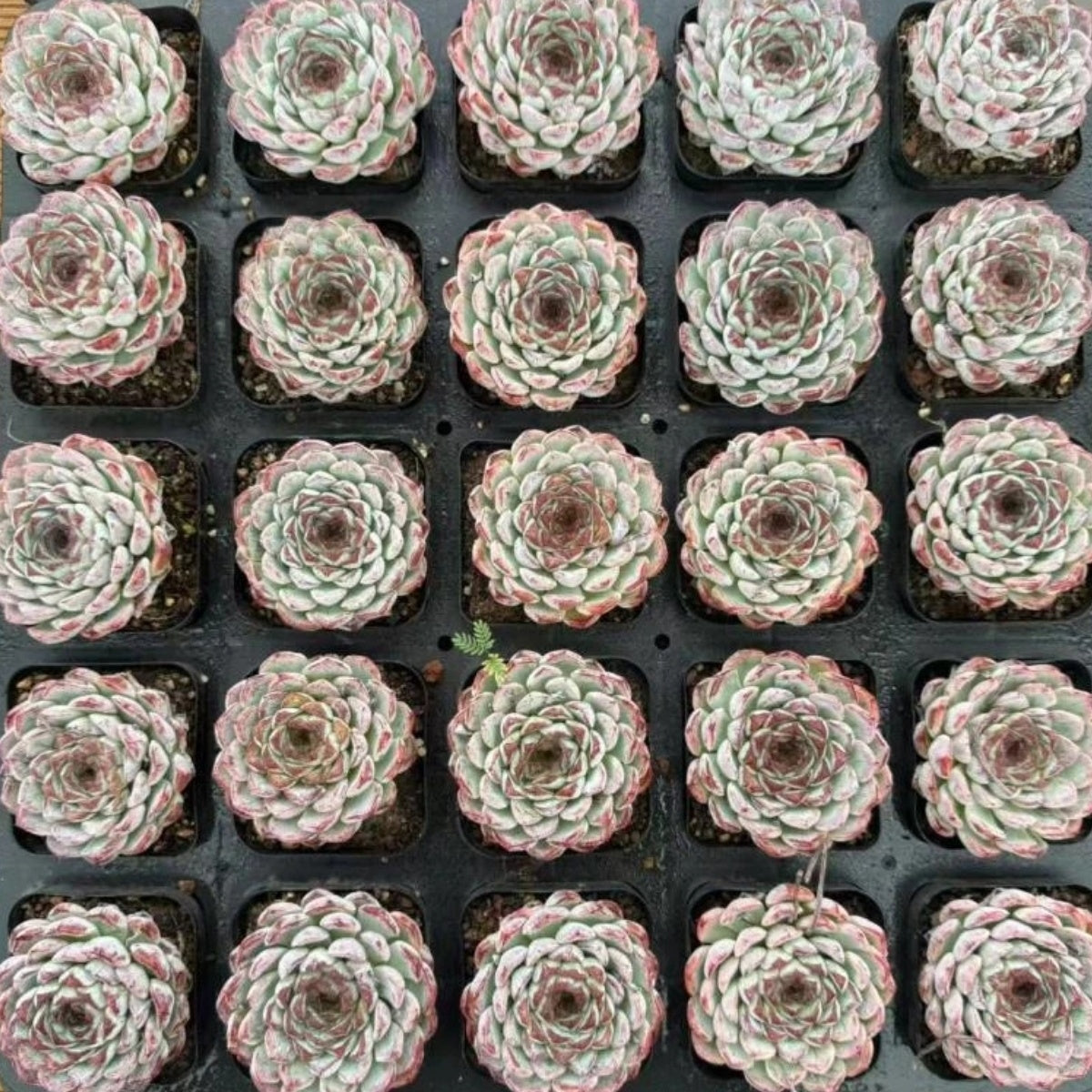 QNY139 Echeveria Sunflower Manual(7cm pot size)