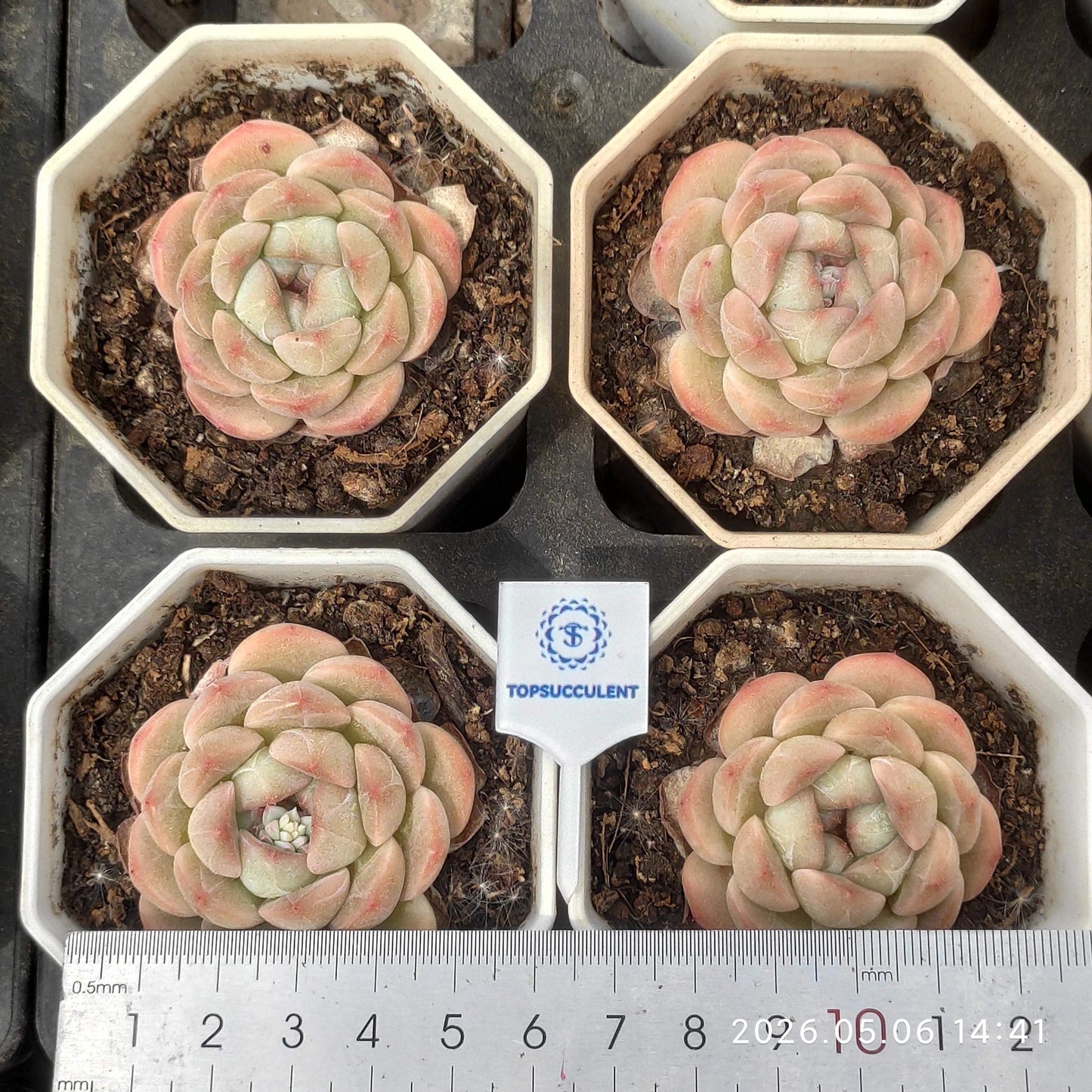 26345 Echeveria Pure Love (5.5cm pot size)