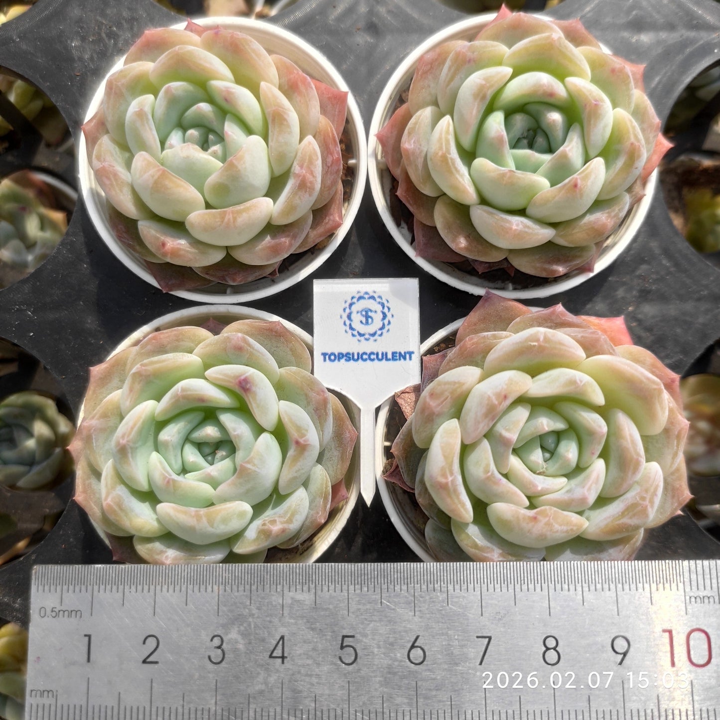20645 Echeveria Frosting (5.5cm pot size)