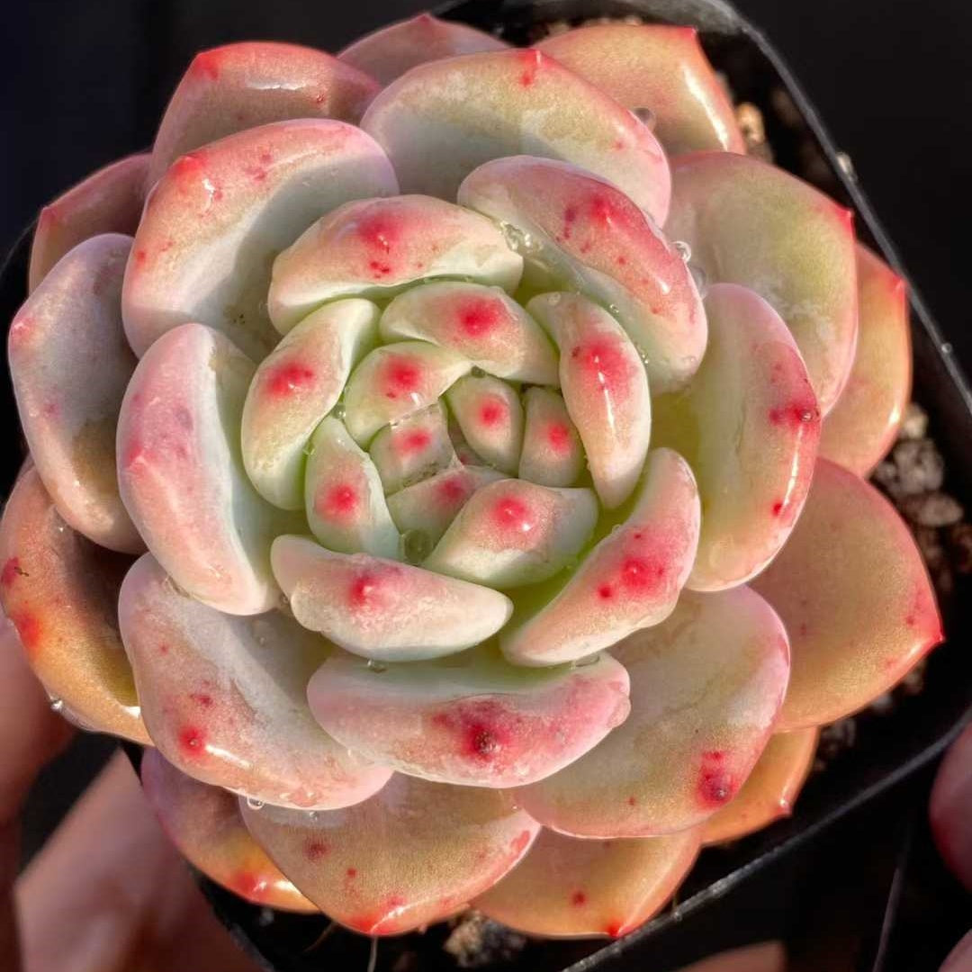 24832 Echeveria Ariel (6.3cm pot size)