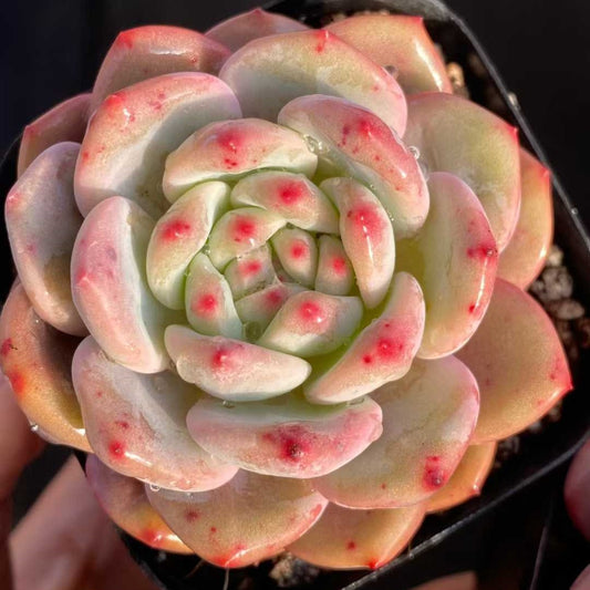 24832 Echeveria Ariel (6.3cm pot size)