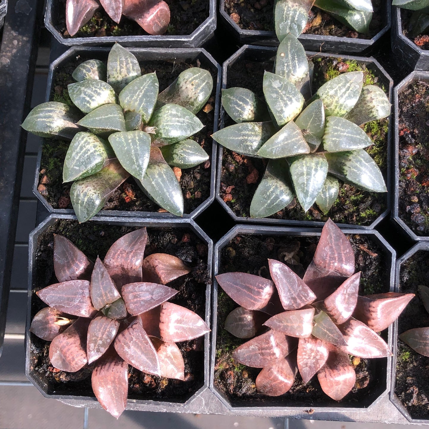 TPKM009 Haworthia Kurotakeyama(6.5cm pot size)
