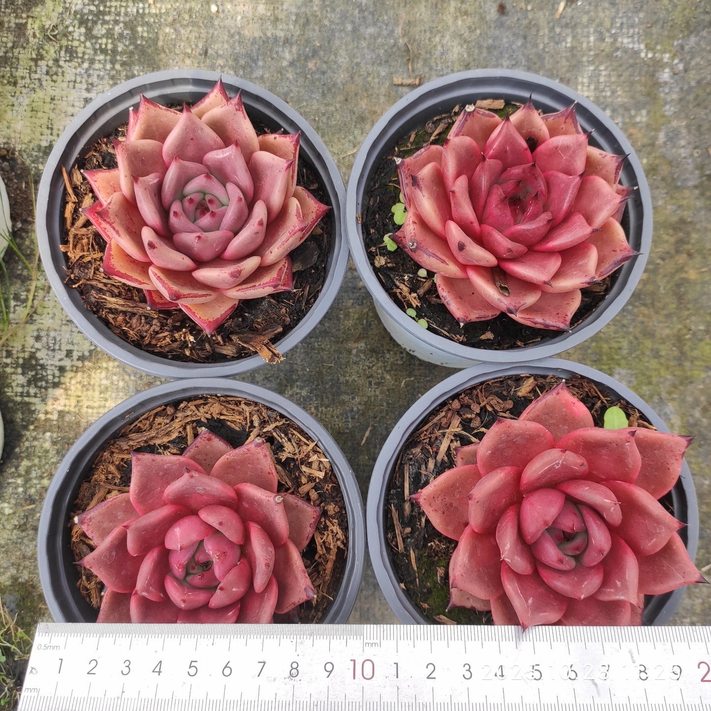 18401 Echeveria Blood Romeo (12cm pot size)