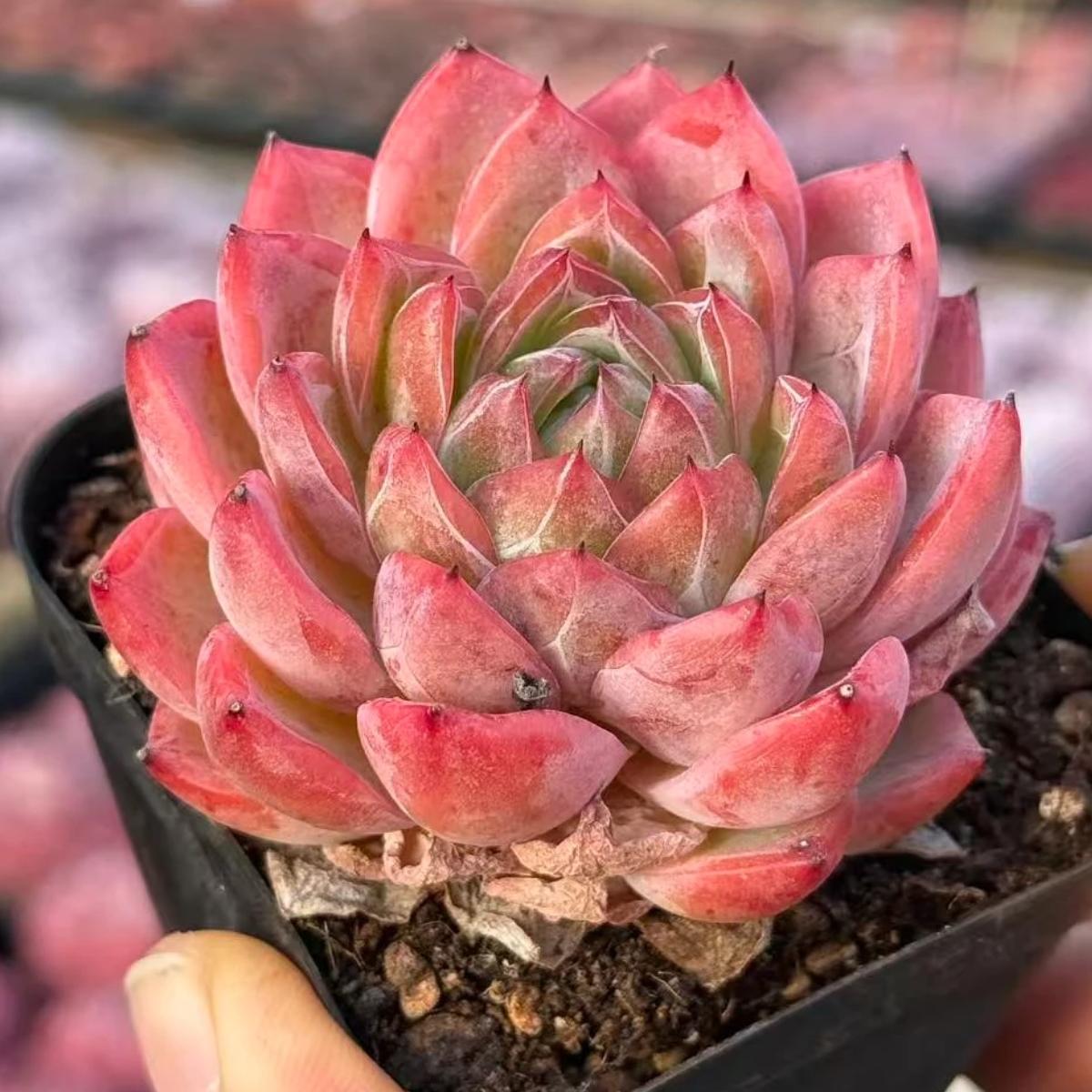 21977 Echeveria Crystal Grass (6cm pot size)