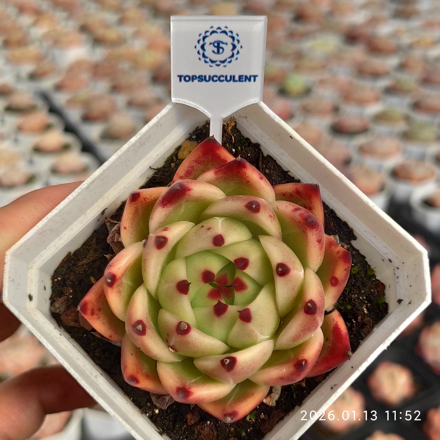 80516 Echeveria Blue Dragon (7cm pot size)