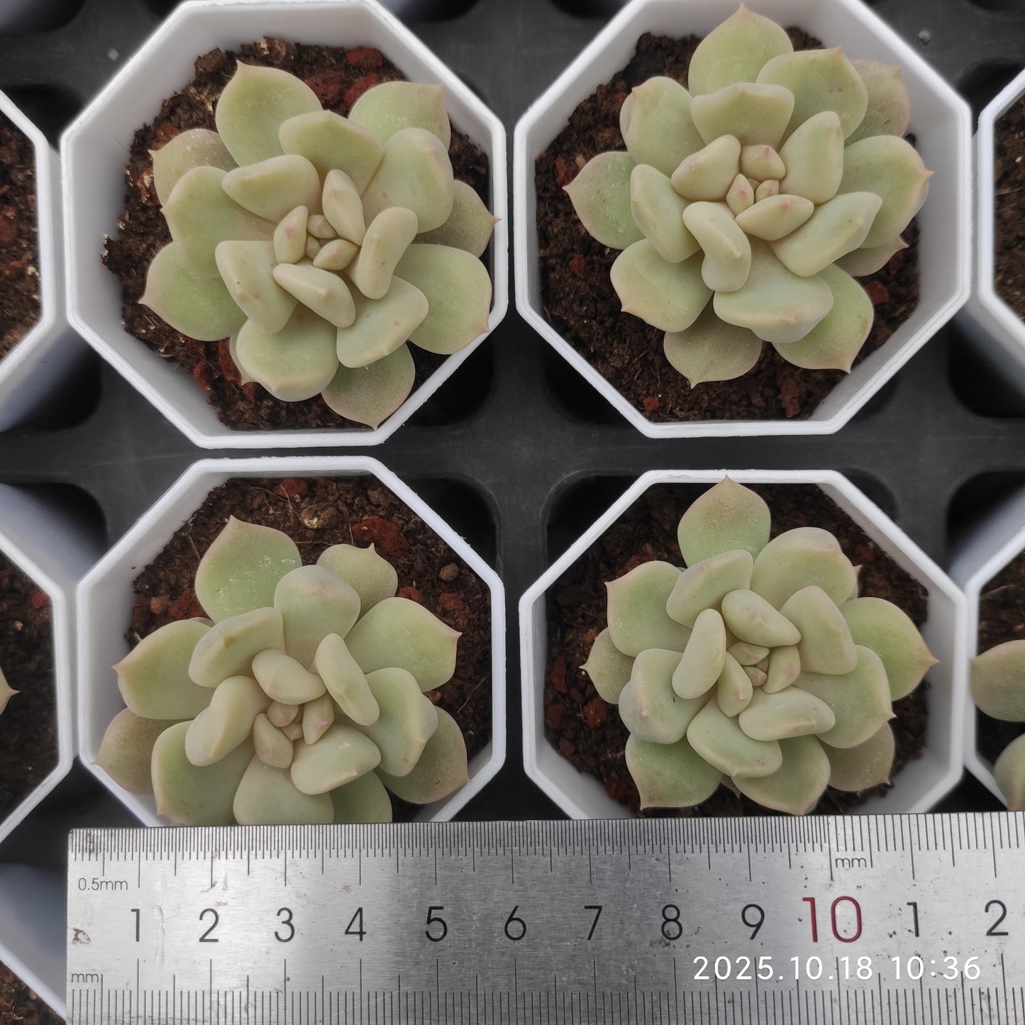 15265 Echeveria Super Milk (7cm pot size)