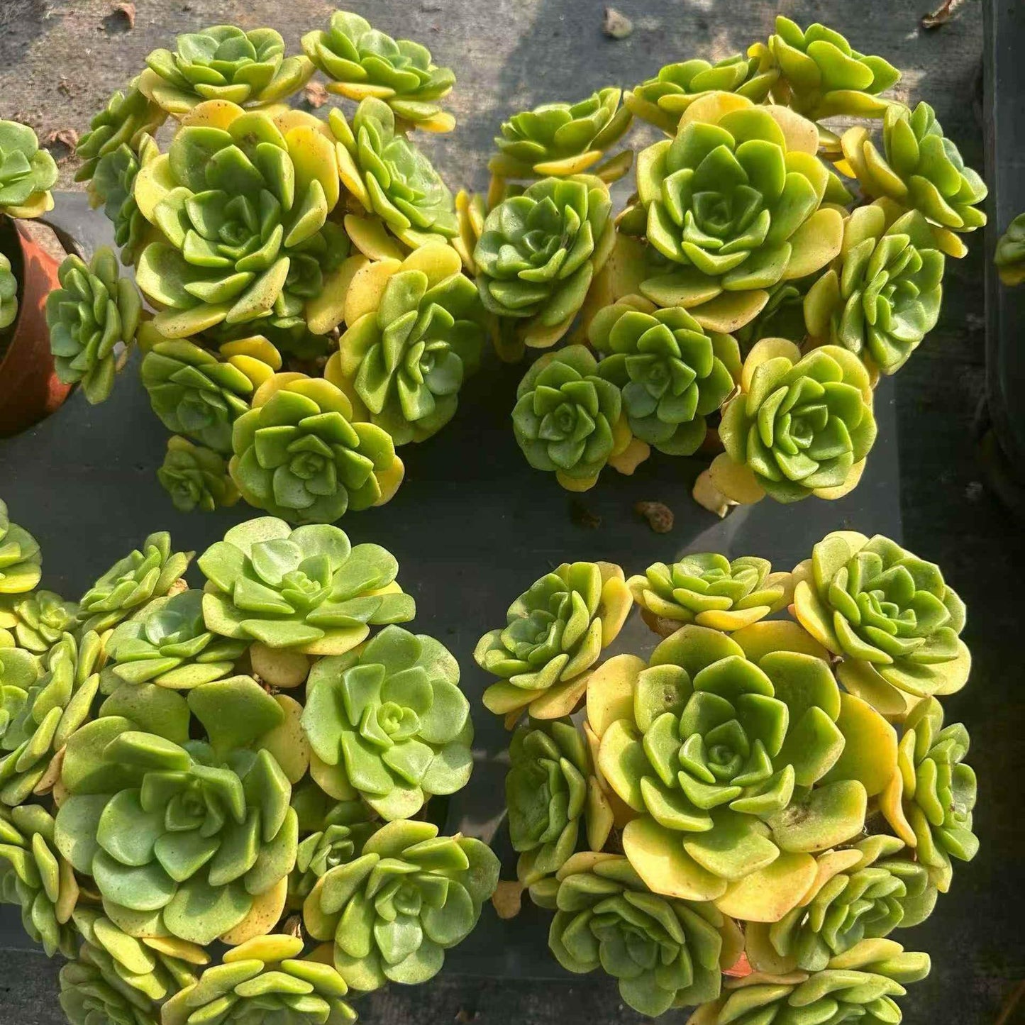 23405 Echeveria Lilly Pad (12cm pot size)