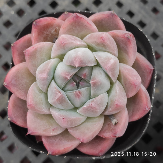 0343 Echeveria Alba Beauty (6.5cm pot size)