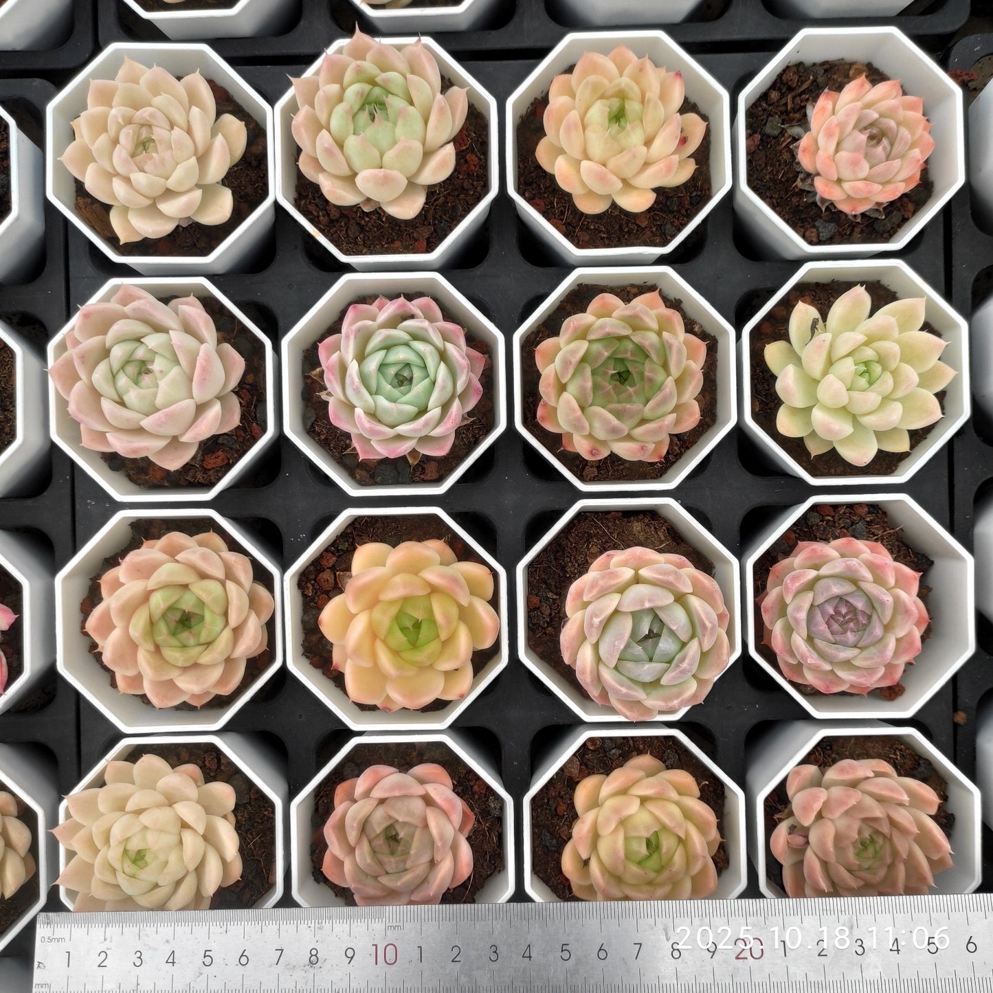 21567 Echeveria Queens Rose Hyb (7cm pot size)