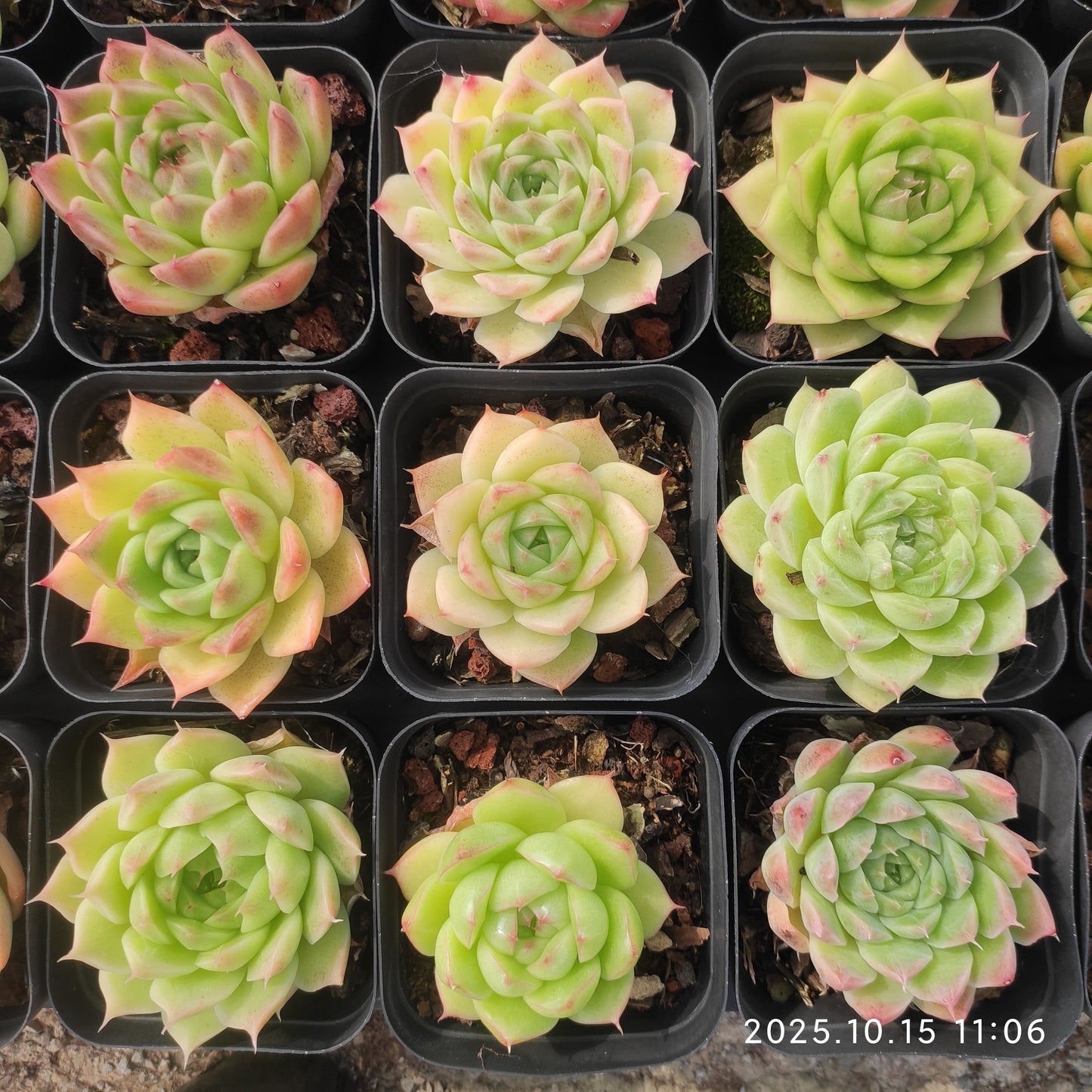 3793 Echeveria Malgan Hyb (7cm pot size)