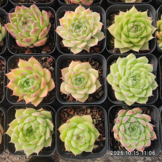 3793 Echeveria Malgan Hyb (7cm pot size)