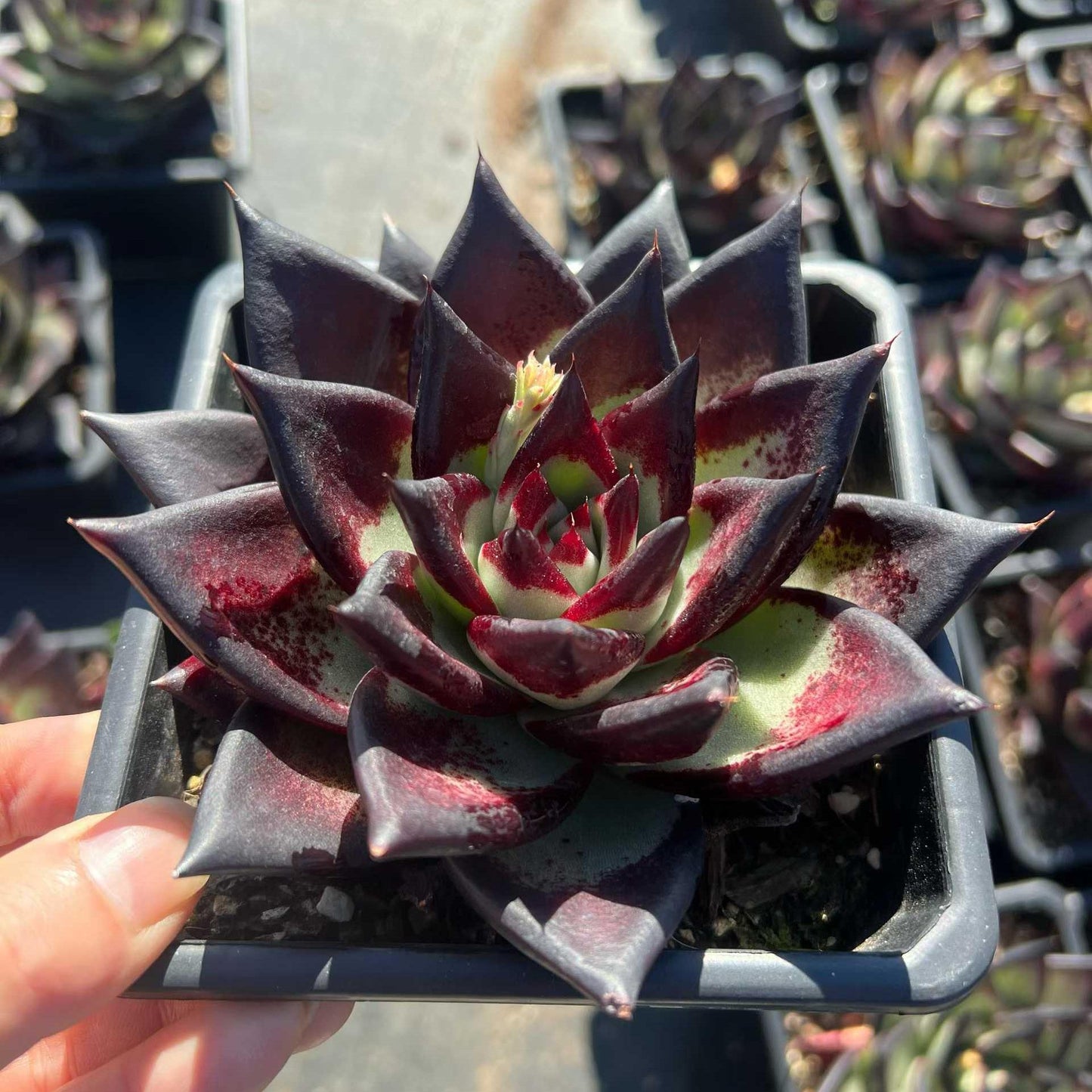 25271 Echeveria Dark Lord (12cm pot size)