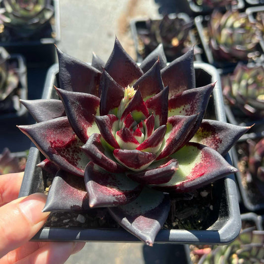 25271 Echeveria Dark Lord (12cm pot size)