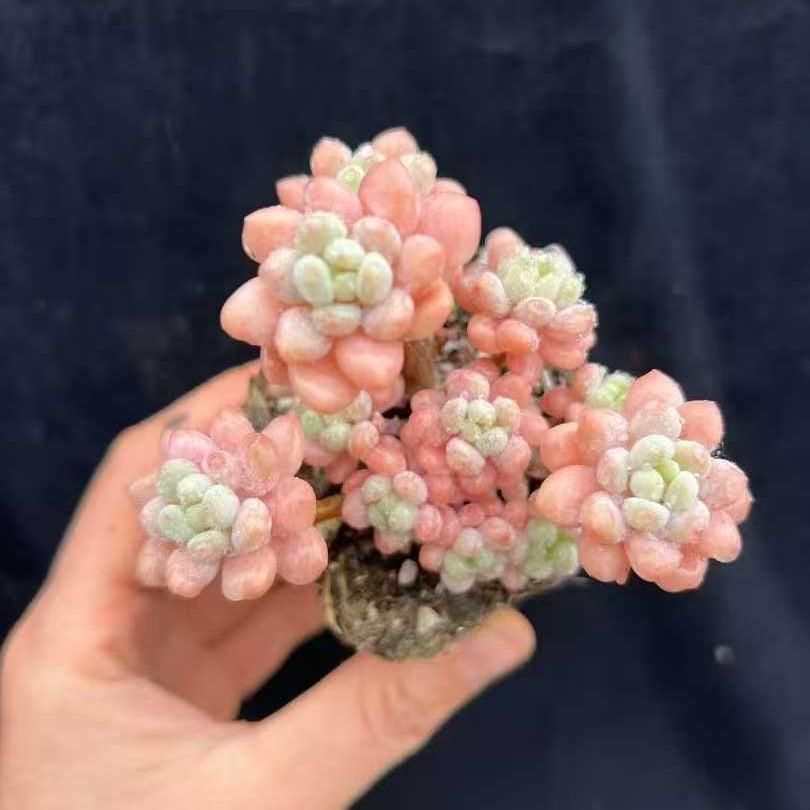 22008 Echeveria Rococo (7cm pot size)