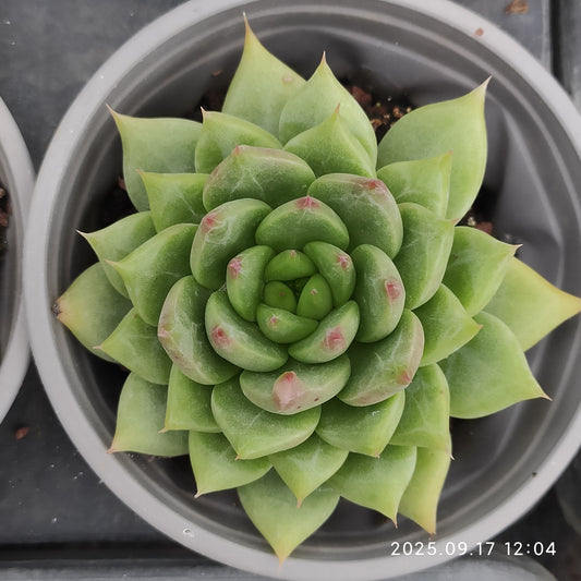NGN698 Echeveria Snow Mountain Jenny(9cm pot size)